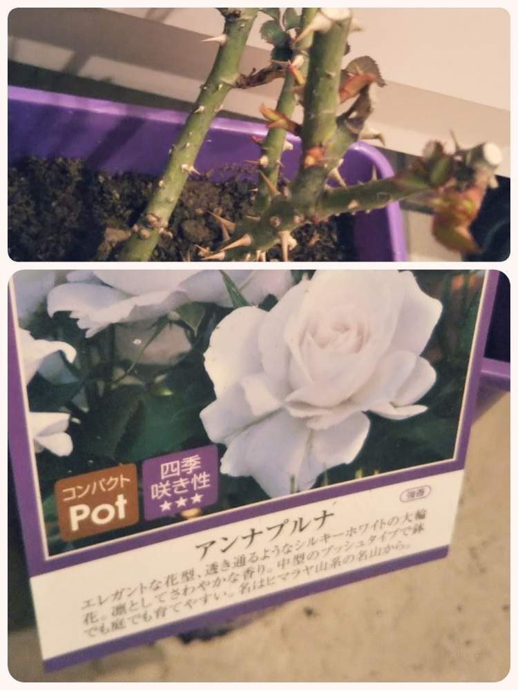 玄関の画像 by あしにあいさん | 玄関とアンナプルナと花のある暮らしとばら バラ 薔薇と美しい花達