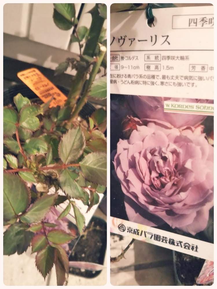 玄関の画像 by あしにあいさん | 玄関とノヴァーリスと花のある暮らしとばら バラ 薔薇と美しい花達