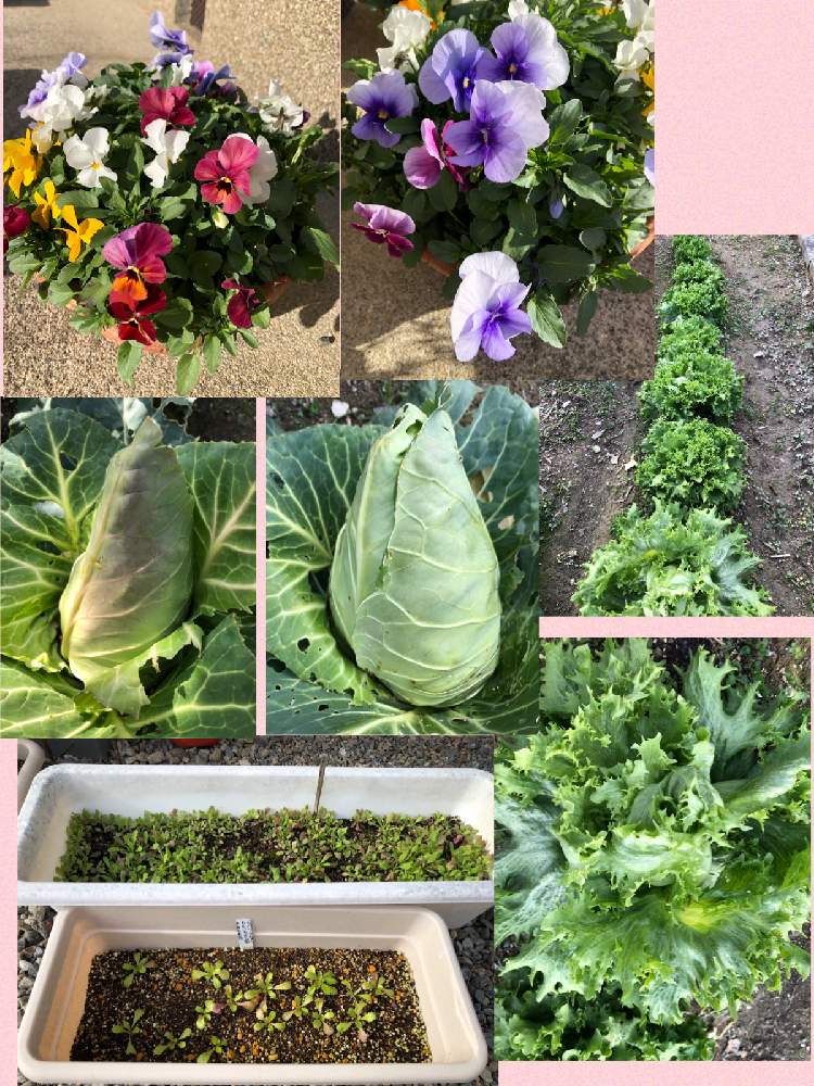 の画像 by ピンクの山茶花さん | 花のある暮らしと家庭菜園奮闘日記とGSアダルトチーム