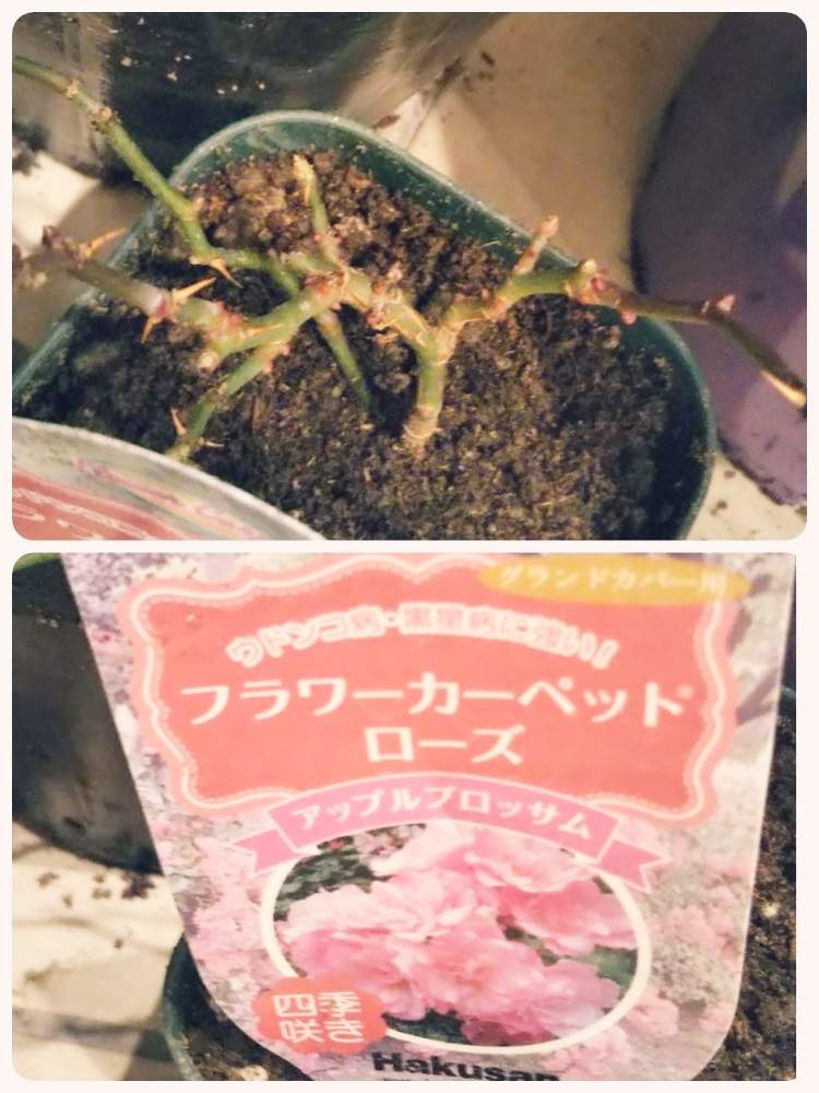 玄関の画像 by あしにあいさん | 玄関とバラ アップルブロッサムと花のある暮らしとばら バラ 薔薇と美しい花達