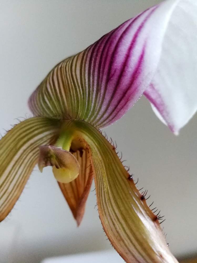 部屋の画像 by woodAppleさん | 部屋と洋蘭と散り際とPaph.callosum var.sublaeveとタイランデンセと交配と洋蘭原種とパフィオペディラム原種と蘭を楽しむフォトコン