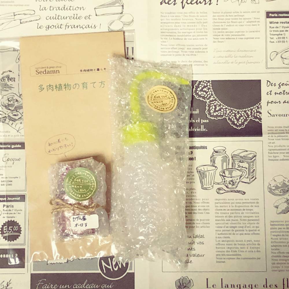 キッチンの画像 by 多肉植物アレンジshop Sedamnさん | キッチンとSedamnの梱包&セット内容とセダム属とみどりのある暮らしとウッドキューブと植物男子とSedamnと多肉大好きとフォロー歓迎とプレゼントとcreema(クリーマ)と癒しと多肉のある暮らしと紅葉(こうよう)と多肉女子と多肉の魅力と育て方と販売中と可愛いと花のある暮らしと多肉寄せ植えと梱包