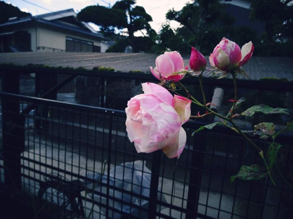 小さな庭の画像 by きらまるさん | 小さな庭とバラ・ビエドゥとHTCとピンク同盟と極上咲きと薔薇愛同盟と薔薇男子と薔薇に魅せられてとオシャレとB型とバラのある暮らしとGS映えと今日の一枚ときれいな色と美しき薔薇様とたまらん!と花のある暮らしとかわいいな♡とロザリアンとななちち印とバラを楽しむとシボラー