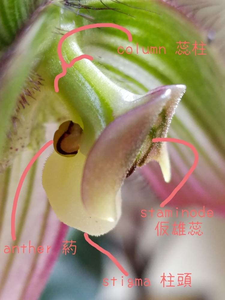 部屋の画像 by woodAppleさん | 部屋と洋蘭とPaph.callosum var.sublaeveとタイランデンセと洋蘭原種とパフィオペディラム原種