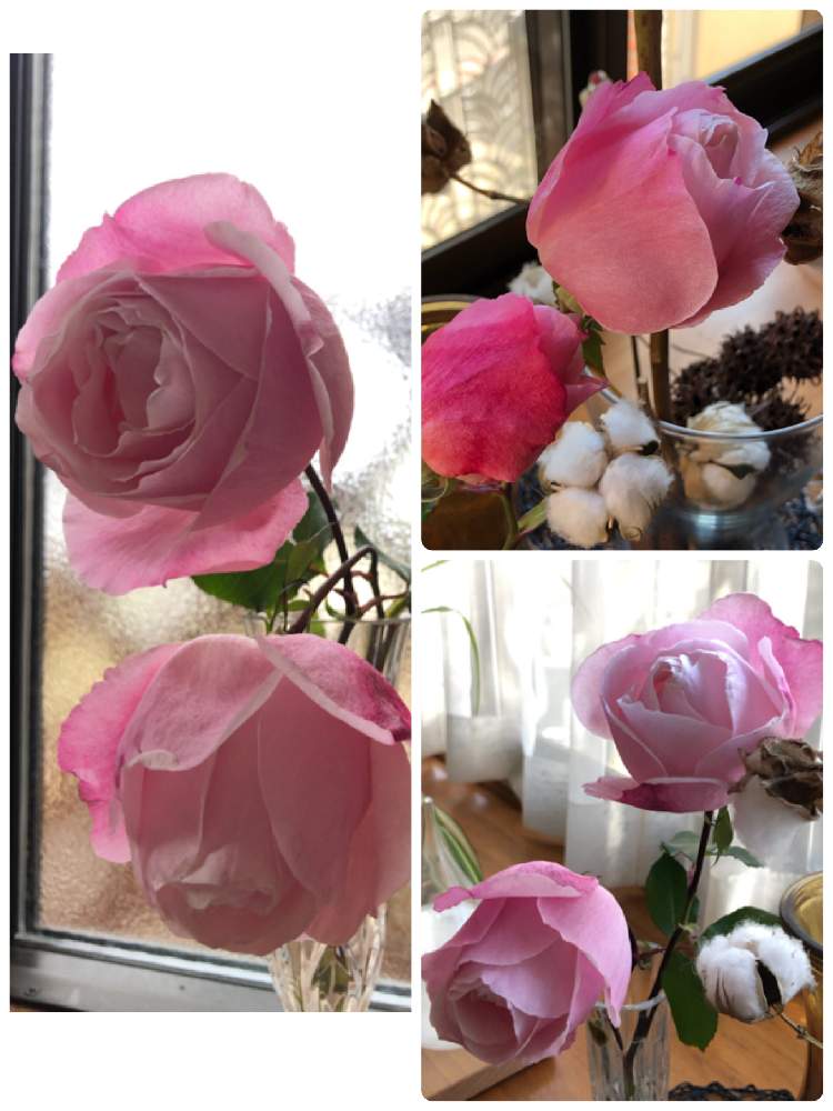 窓辺の画像 by 和さん | 窓辺と薔薇とばら バラ 薔薇とピンクの花と花のある暮らしとかわいいと咲いた!