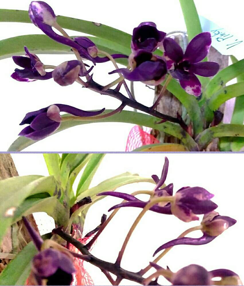 部屋の画像 by ⭐CB1⭐£36hm⭐さん | 部屋とVandachostylis Pinkyとバンダコスティリス ピンキーと兎に角ゴイス❗と植物と言えば・・・と⭐winter garden❤️と☆てるてるお天気〜☆とGS映えと屋敷住まいとその後・・・と⭐ cheers⭐とbreakfast, lunch, teatime and supperと縁起善き哉〜☆と魔除け用とgreen & tea timeと珍奇植物と花のある暮らしと蘭を楽しむフォトコン