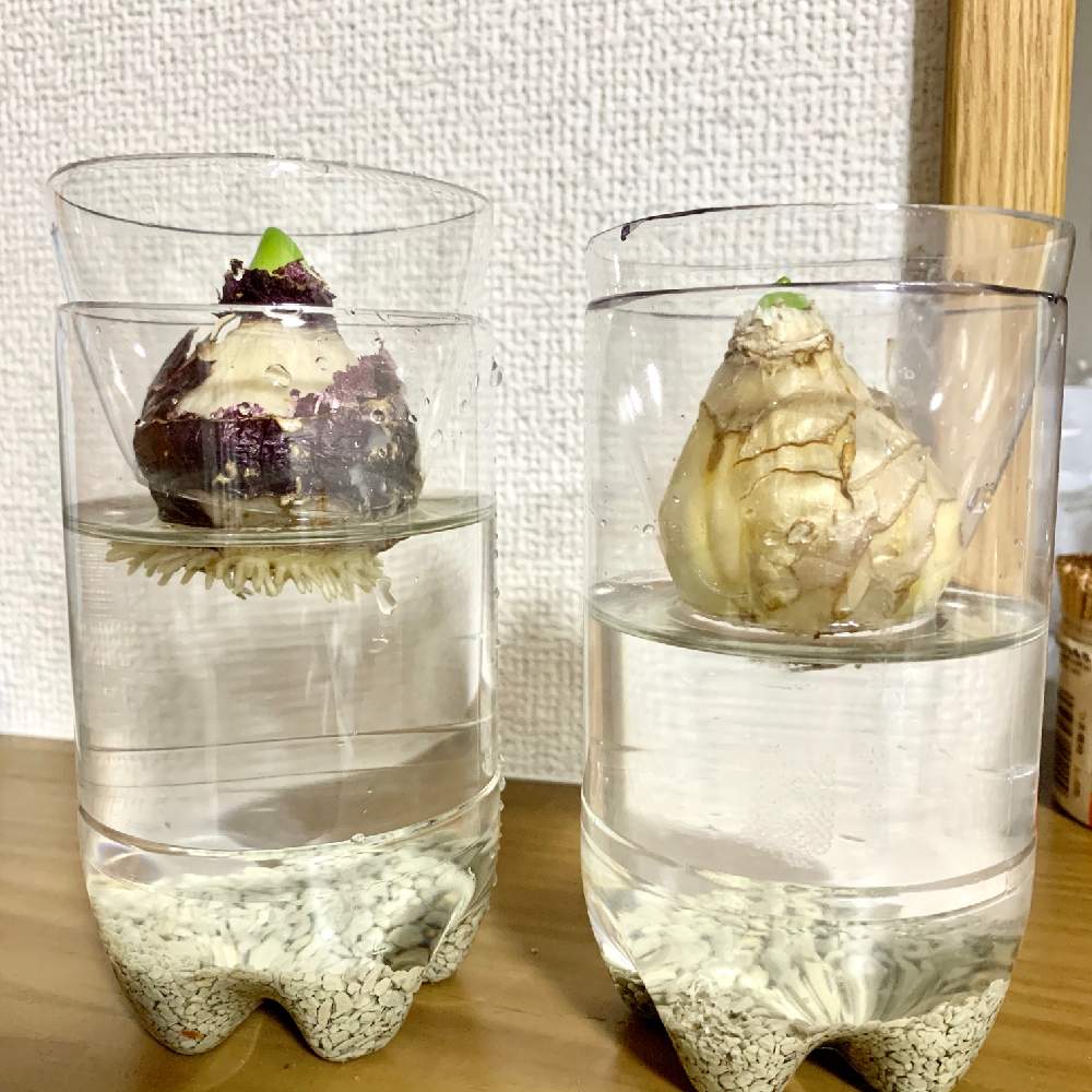 部屋の画像 by chinaldさん | 部屋とヒヤシンスと水耕栽培と花のある暮らしとワンルーム植物園