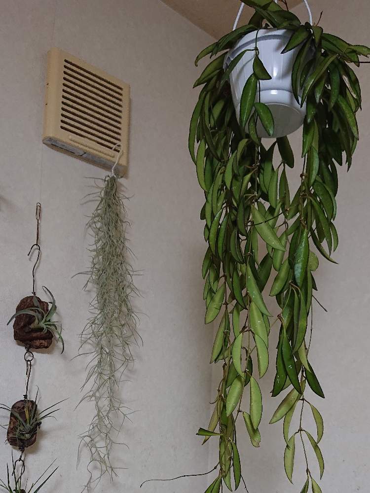 部屋の画像 by ぐりぐりさん | 部屋とホヤ・チャイナビーンとみどりのある暮らしと観葉植物とハンキングと葉っぱ好き♡とわが家の観葉植物❢とno green no lifeとうまく育ちますようにと植中毒とホヤとうれしい!とホヤ属とかわいいな♡とおおきくなあれといやし♪