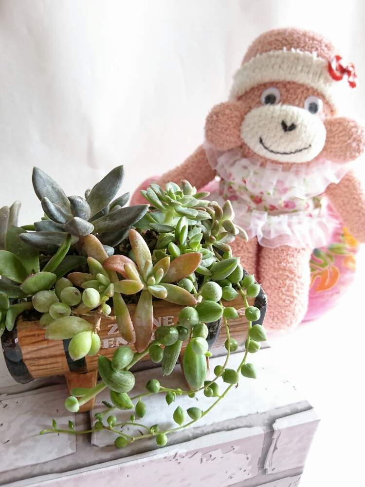 部屋の画像 by いちごちゃんさん | 部屋と多肉植物の寄植えといい感じ♡と可愛いね♡とキュンキュン乙女倶楽部とHTCと㊗️三周年記念投稿