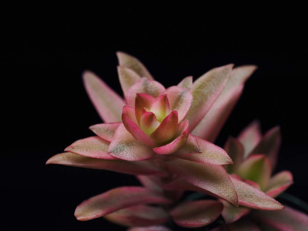 部屋の画像 by Tenさん | 部屋と火祭りの光と多肉植物と植物のある暮らしとクラッスラ属と多肉植物のある暮らしとTenクラッスラと職場の撮影ポイントと成長記録とアートなTen写と珍奇植物とビザールプランツ