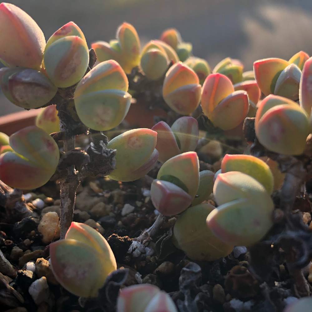 エクステリアの画像 by FunC+さん | エクステリアと碧魚連と多肉植物と花のある暮らしとsucculentとタニラー