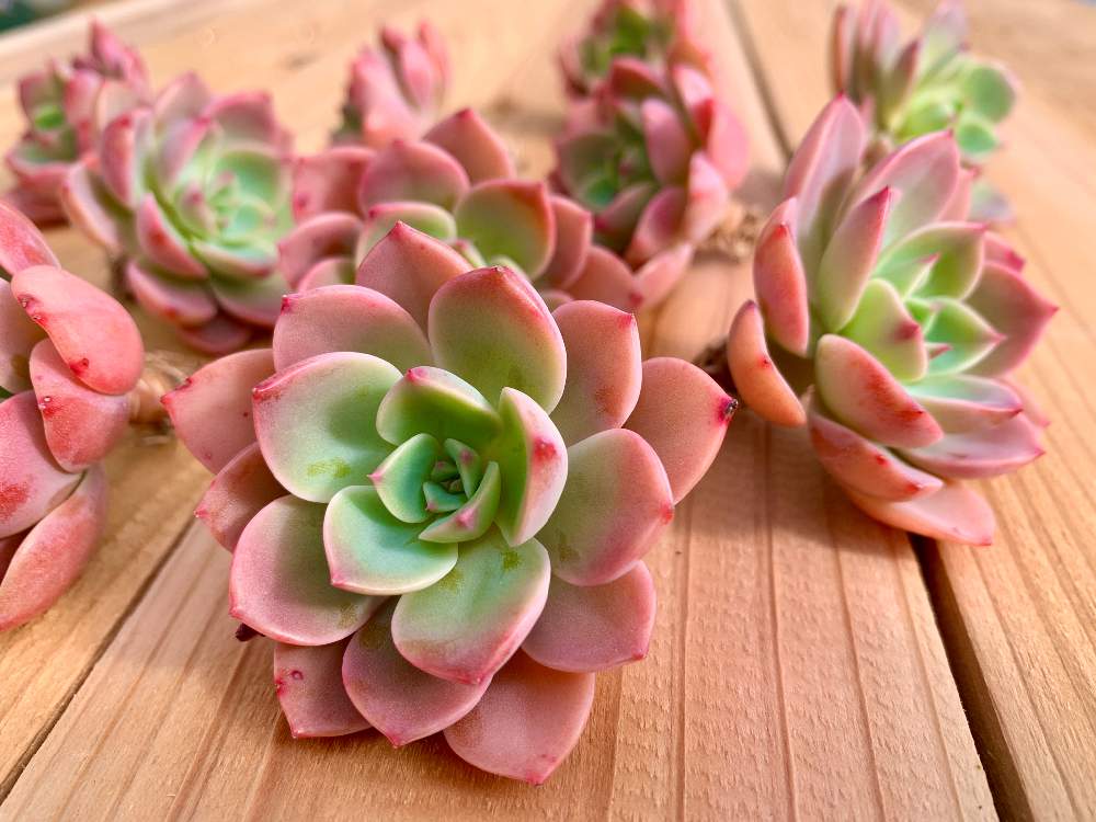 畑の画像 by Flower Villageさん | 畑と横浜タニラーと多肉中毒とエケベリア属 ティンカーベルと植物のある暮らしと多肉大好きと寄せ植えと紅葉する多肉と神奈川タニラーと多肉植物のある暮らしとエケベリア女子とフラワービレッジと多肉女子とタニラーと韓国苗とflowervillageと農園と葉っぱアートと千葉タニラーと多肉寄せ植えとビザールプランツ