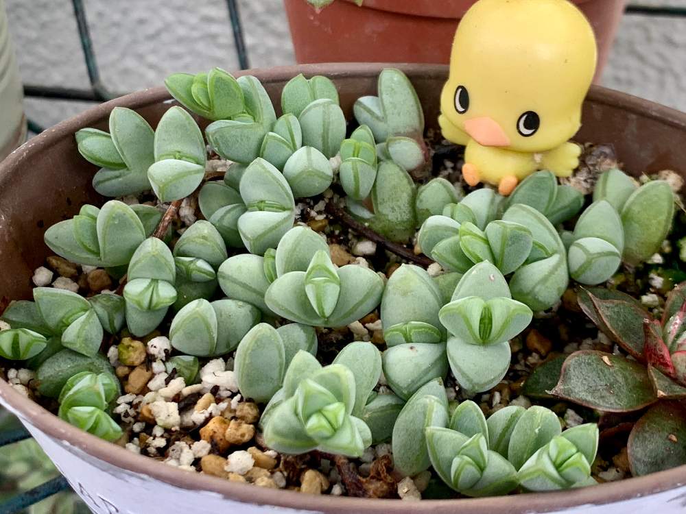 バルコニー/ベランダの画像 by kako♪さん | バルコニー/ベランダと多肉植物といただき多肉と京都タニラーとがんばれ!がんばれ!と多肉大好きと多肉植物のある暮らしと元気に育ってます♪とトトの日と多肉女子と 碧魚連とベランダーとkakoんちのトト