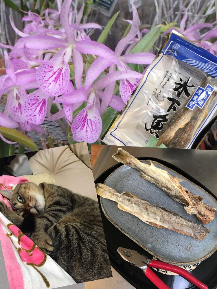部屋の画像 by さっちさん | 部屋と花のある暮らしとカトレア属