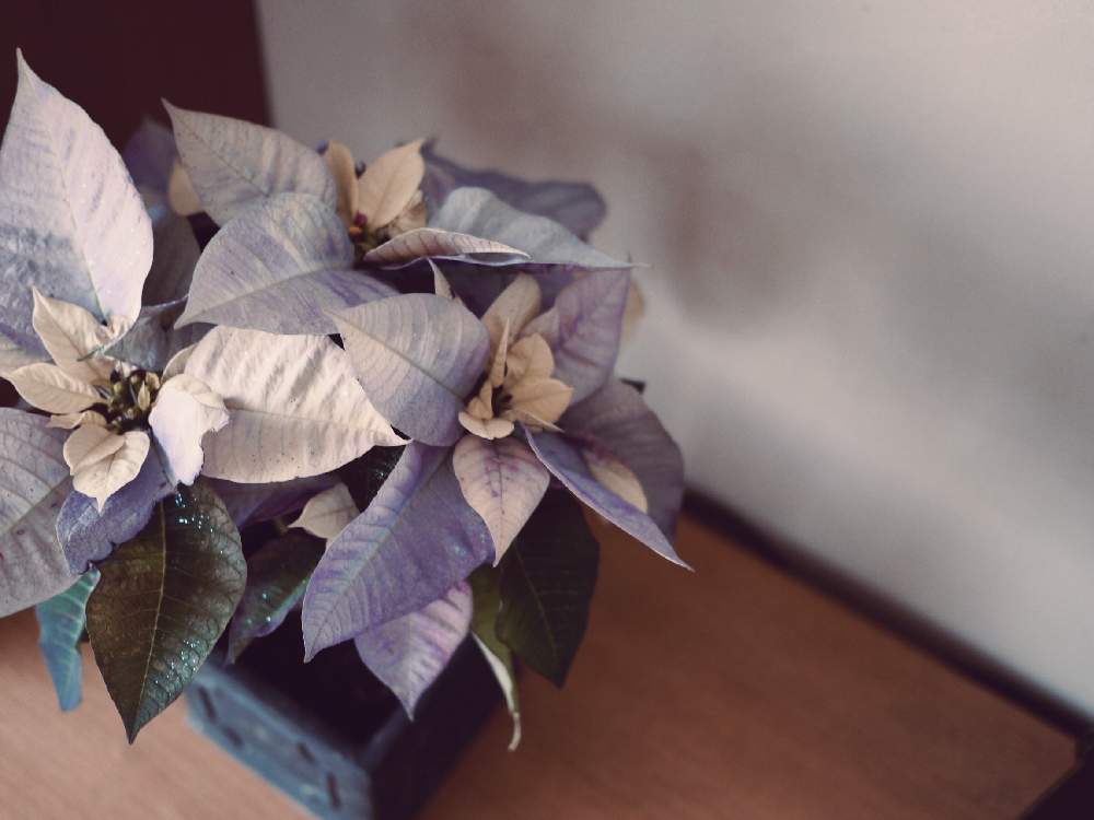 部屋の画像 by *サナ*さん | 部屋とポインセチアとプリンセチアと花のある暮らしと植物のある暮らしとシックスタイルとアンティークと植物に癒されてとポインセチアフォトコン
