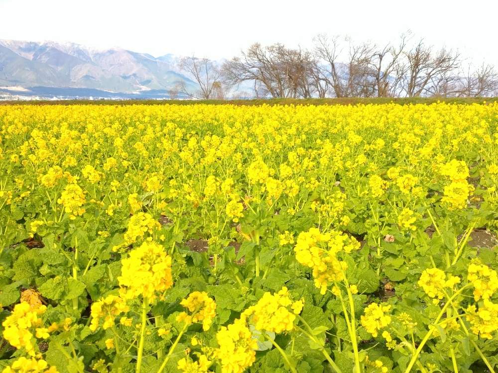 お出かけ先の画像 by toshi17さん | お出かけ先と菜の花としあわせ色とvividとスマホ撮影とお写んぽと琵琶湖と華やかと癒される♪と元気色と綺麗と鮮やか と黄色いお花大好き協会と花のある暮らしとVitamin colorとそのへんloveと春先取り✌️となぎさ公園