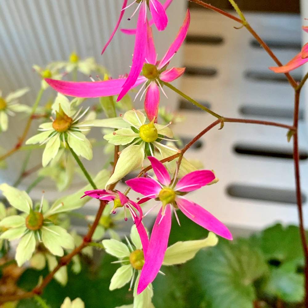 小さな庭の画像 by PT_yamahiroさん | 小さな庭とダイモンジソウとスマホ撮影と赤色の花と我が家の花達と半日陰と山野草と花壇とアップ写真とフラワーとマイガーデンとGS映えと植中毒と我が家の花壇とお花畑 と我が家の庭と花好きとガーデニングと花のある暮らしとお花と白色の花とお花好き