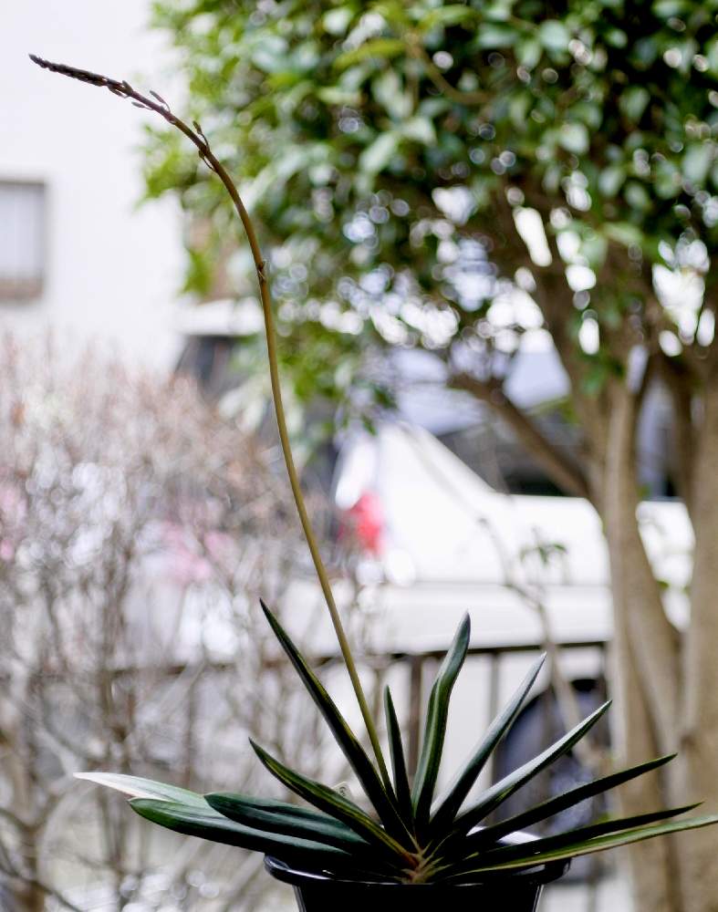 窓辺の画像 by ronさん | 窓辺とGasteria beckeri var.とiso800とオールドレンズとLeica TL2と1/125secと-2/3EVと開放2mとZeiss Tessarと5cm/2.8とガステリア広め隊