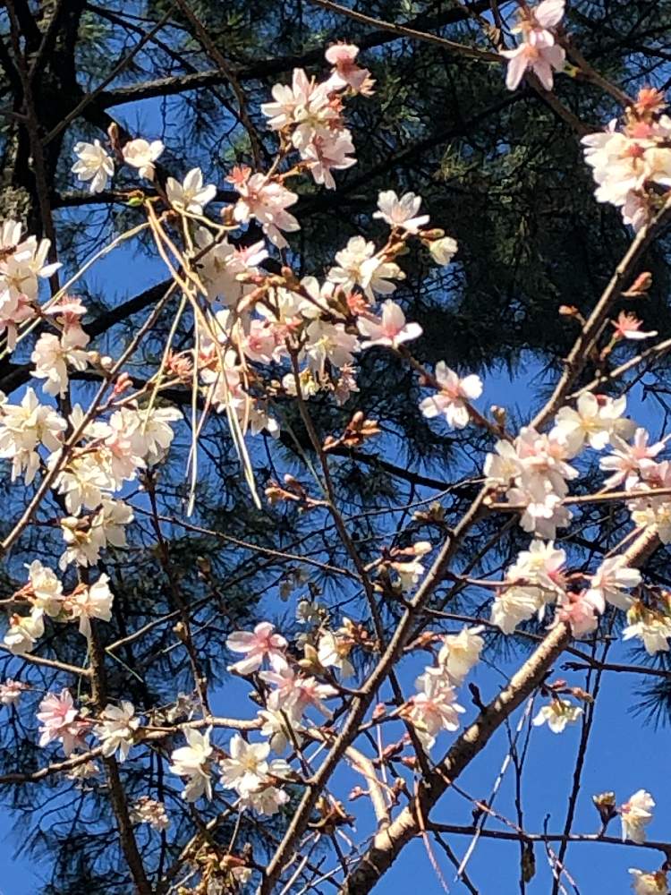 の画像 by ダンディ先生さん | 十月桜とフユザクラ
