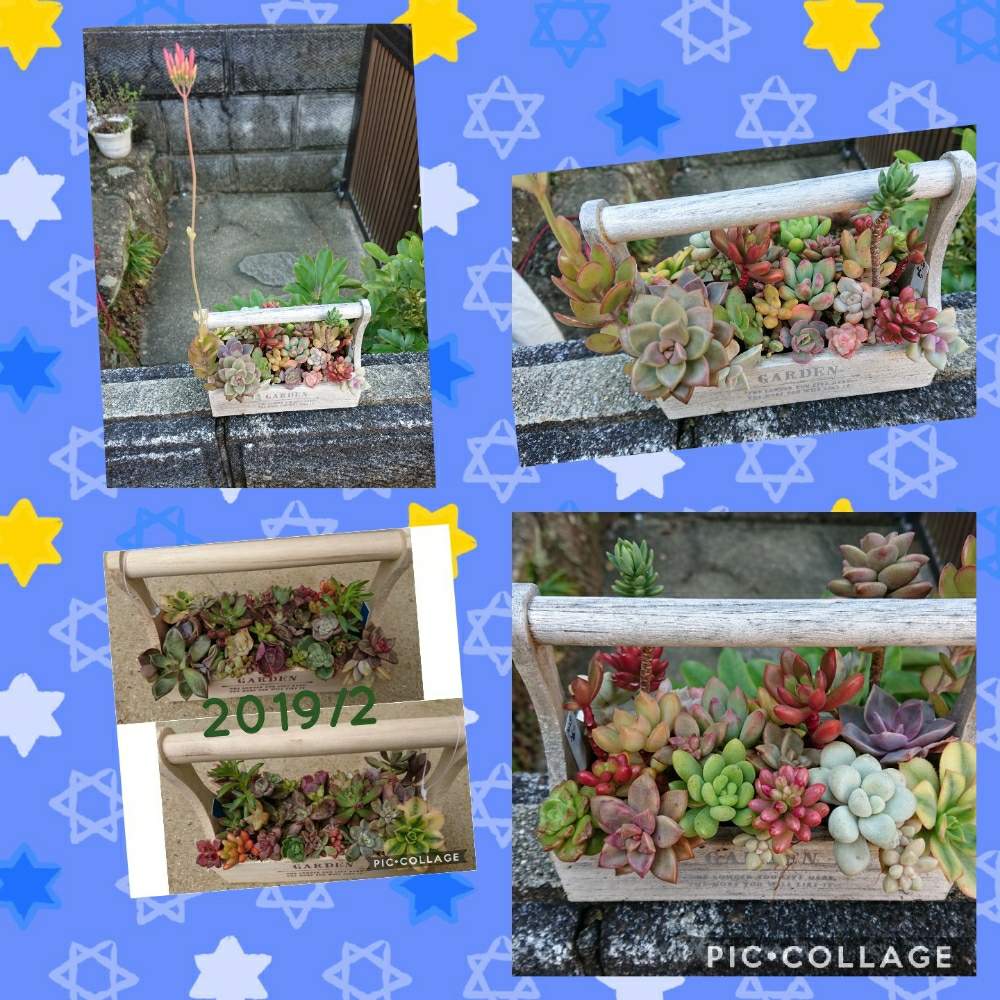 の画像 by りえさん | 名前を教えて!とぎゅうぎゅうとGS2年生と多肉植物寄せ植えと多肉のある暮らしと名前を教えてくださいとたにおたくらぶNo.59とたにおたくらぶ