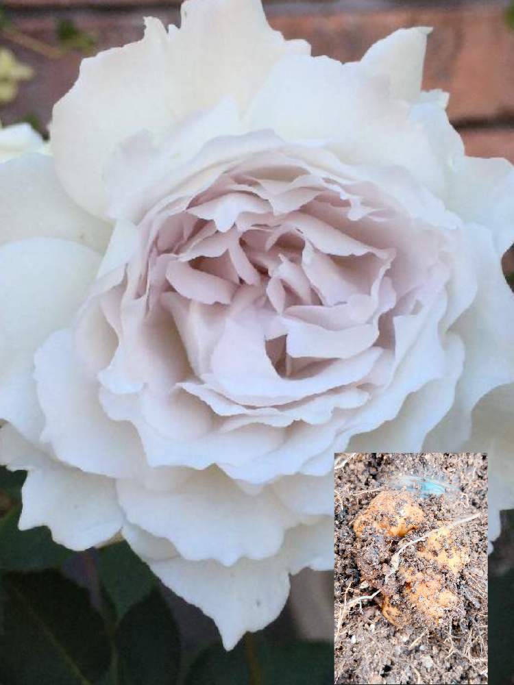 小さな庭の画像 by Mの森さん | 小さな庭とHTCと薔薇愛同盟とガブリエル バラと植中毒と根頭癌腫病と花のある暮らしとロザリアン