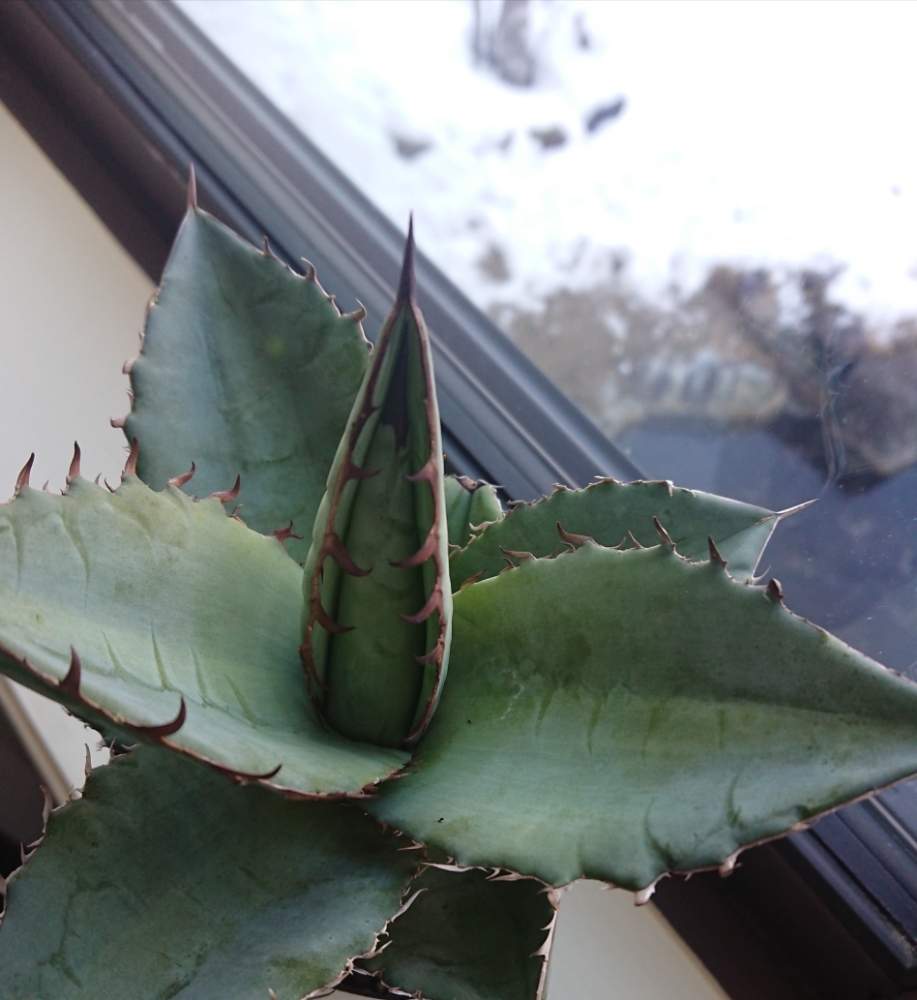 お出かけ先の画像 by さゆりんさん | お出かけ先とAgave titanota blueとチタノータブルーとチタノタブルー 実生と植物のある暮らしとボタニカルライフと植中毒と多肉女子とタニラーとさゆりん多肉狩りとガーデニングとさゆりんアガベとバルコニストと松本フラワーセンターとシロキアガベズナーセリー