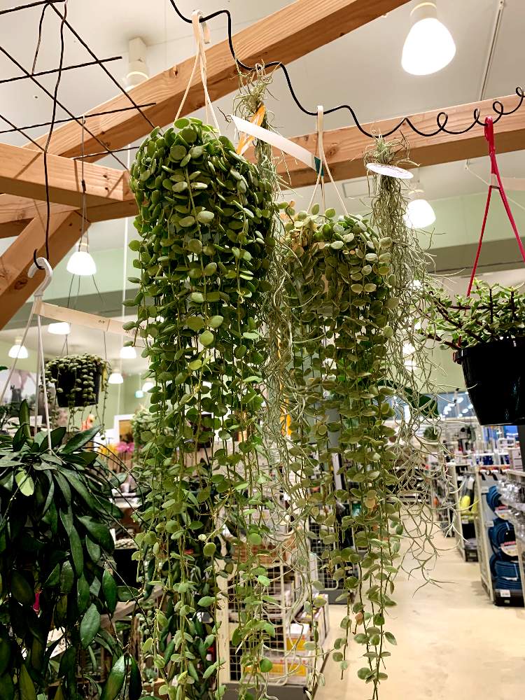 壁/天井の画像 by カインズさん | 壁/天井と多肉植物と入荷情報♪と斑入りディスキディアとディスキディア。ヌンムラリアとディスキディアバリエガタと多肉女子とディスキディア属とホームセンターとディスキディア❁︎とカインズ浦和美園店とCAINZとカインズホームとインテリアグリーン