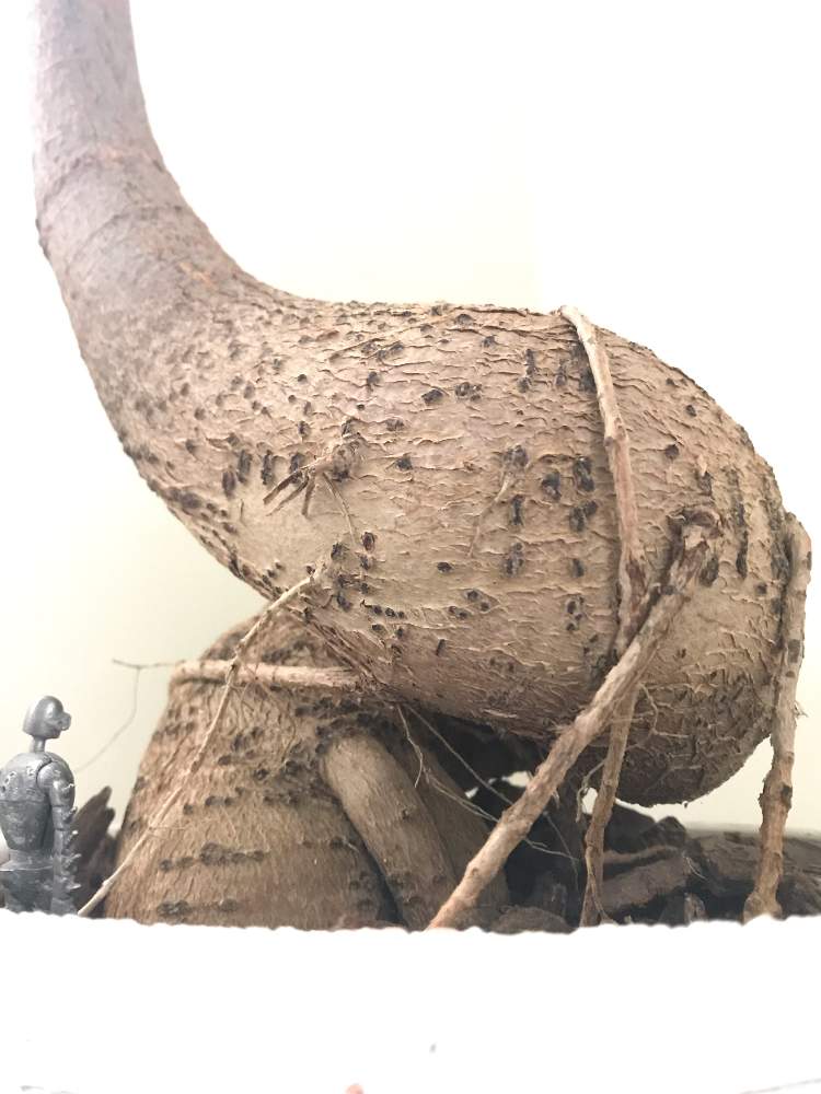 の画像 by nicoさん | ボトルツリーと観葉植物とアオギリ科とブラキキトン属と塊根植物と成長記録と気根と根フェチと根っ子フェチとn⁂013