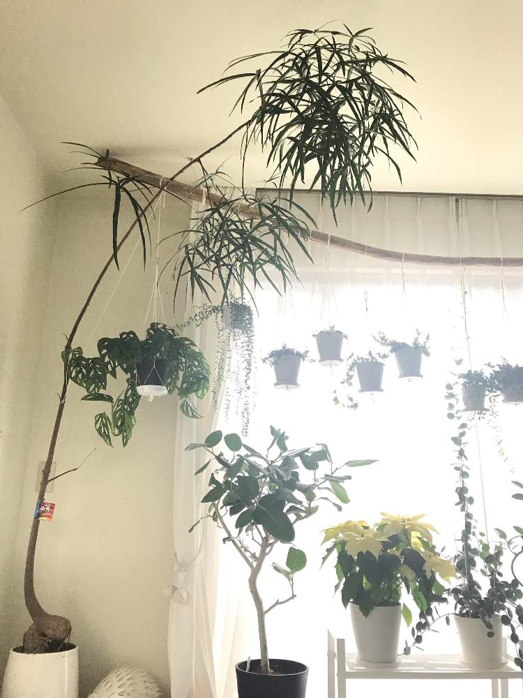 の画像 by nicoさん | ボトルツリーと観葉植物とアオギリ科とブラキキトン属と塊根植物と成長記録とn⁂001とn⁂102とn⁂103とn⁂006とn⁂002とn⁂117とn⁂013