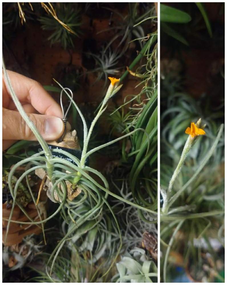 棚の画像 by ちょこぼっさん | 棚とチランジア カッパーペニーと着生植物と室内植物ラックDIYと開花待ちと普及種と希少種と植中毒と植物用LEDと花のある暮らしと熱帯植物とチランジア中毒者とエアープランツ/チランジア