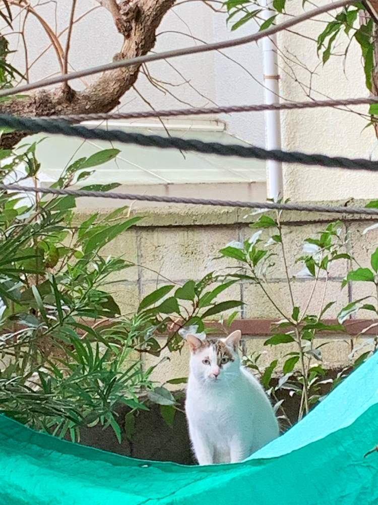 の画像 by ぷ〜にゃん♪さん | 東京の冬景色と東京ニャン♪と東京、大好き ♡と世田谷ニャン♪とネコ好きとねこ愛が止まらない