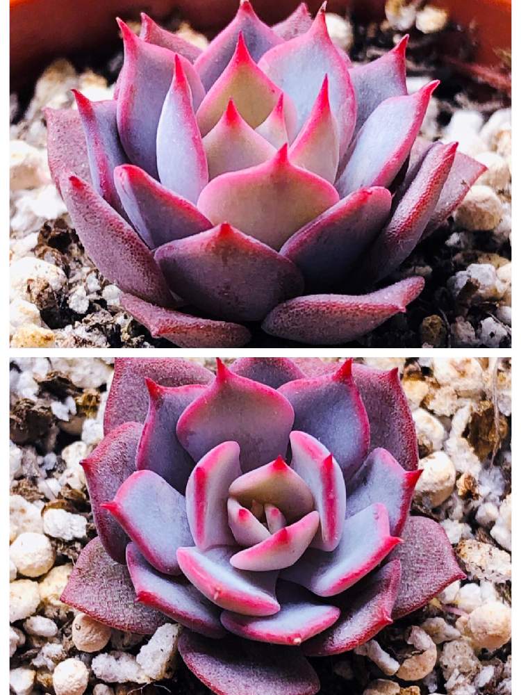 の画像 by 犬とクマ(๑・㉨・๑)さん | 多肉中毒と多肉植物とみどりのある暮らしと植物のある暮らしと多肉大好きとかわいい♡と癒しと紅葉する多肉と多肉のある暮らしと多肉植物のある暮らしと植中毒と今日の一枚と緑のある暮らしと多肉女子と癒されるとタニラーと可愛いと花のある暮らしとかわいいとかわいいな♡