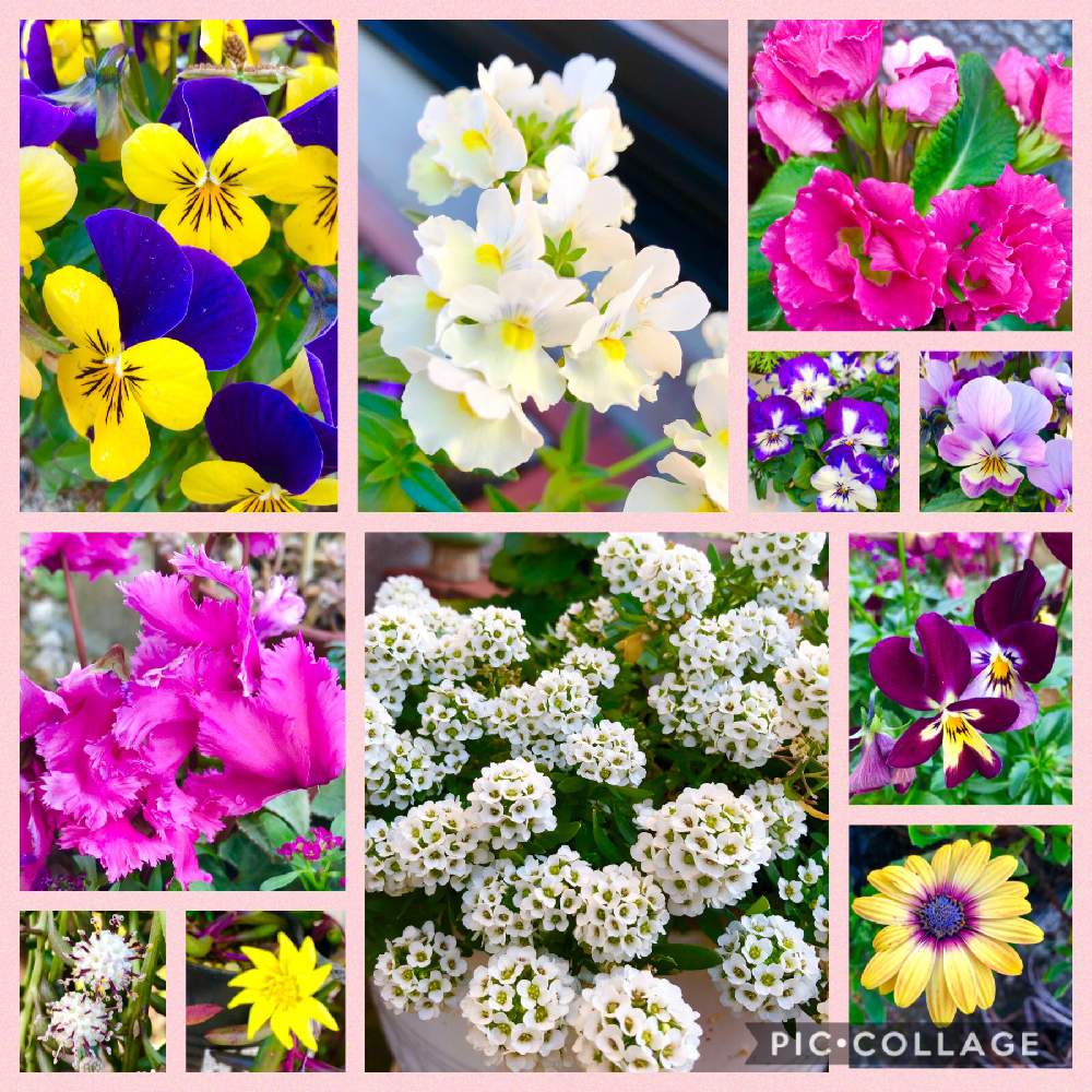 の画像 by いちごさん | 花のある暮らしと成人式おめでと–✨