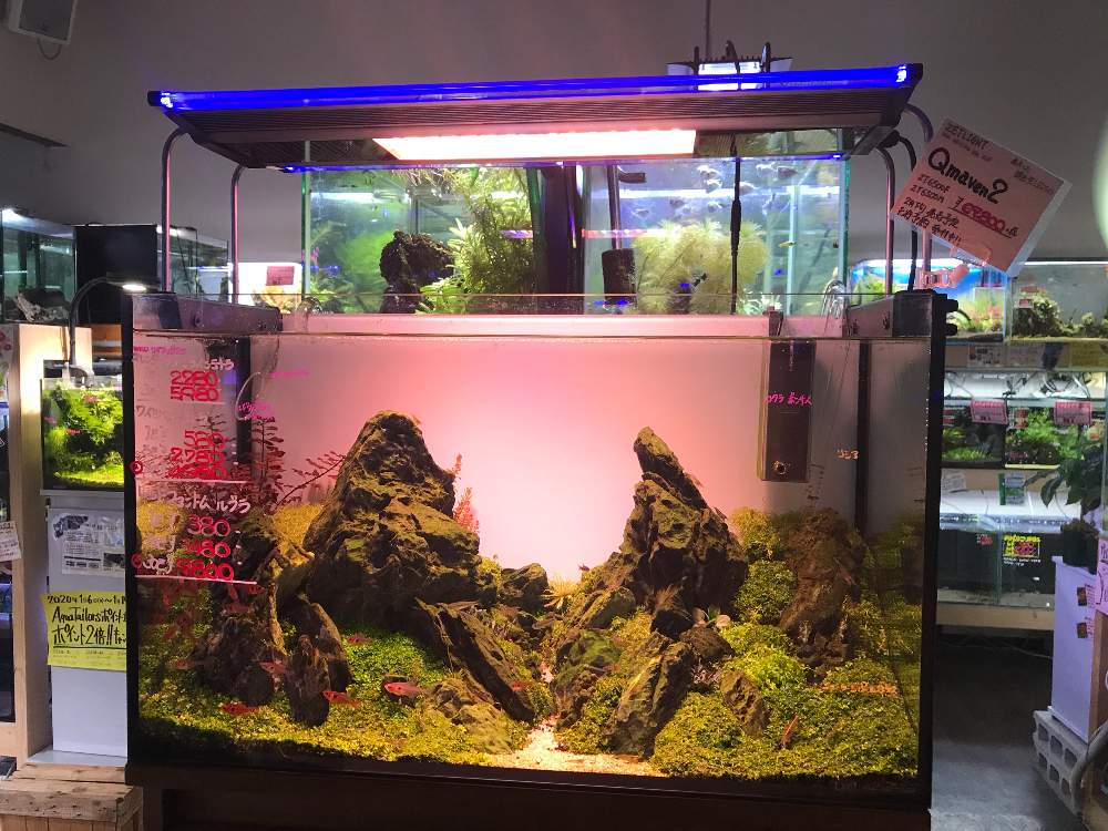 お出かけ先の画像 by ナツさん | お出かけ先とマイ・コレクションと植物のある暮らしとボタニカルライフとGS映えとGS日和とアクアテイラーズと植中毒と水槽と熱帯魚とナチュラルスタイルと葉脈フェチと熱帯植物とインテリアグリーン
