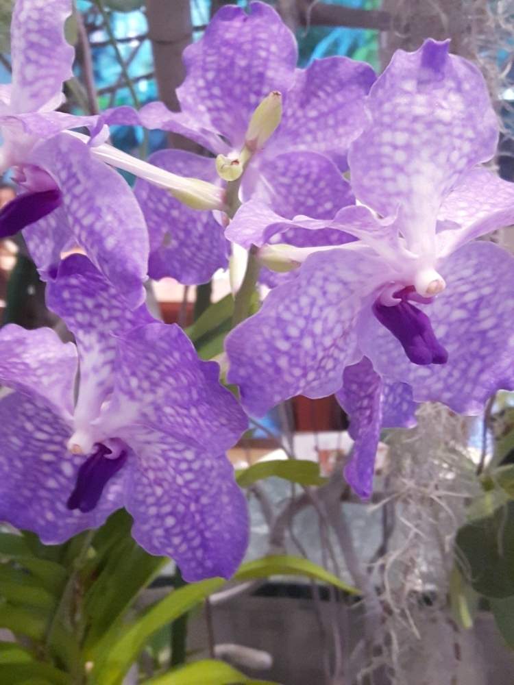 お出かけ先の画像 by バラリーナさん | お出かけ先とバンダと温室と熱帯植物と夢の島熱帯植物館と洋らん