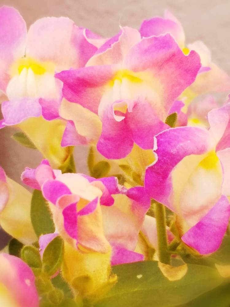 玄関の画像 by たまごさん | 玄関とキンギョソウとピンクの花とプランターと淡い色の花と綺麗な花とガーデニングと花のある暮らしとかわいい花と冬に咲く花フォトコン