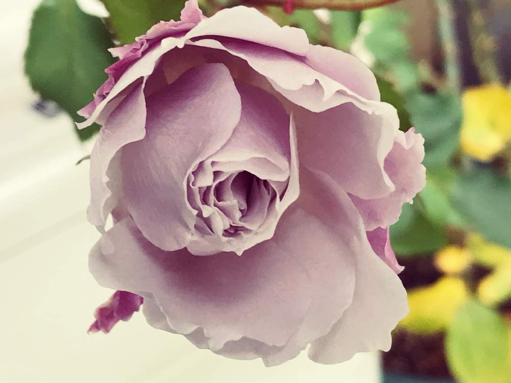 バルコニー/ベランダの画像 by cokeさん | バルコニー/ベランダとばら バラ 薔薇と好きな色とお気に入り♡と癒しと自分好みといい香りと花のある暮らし