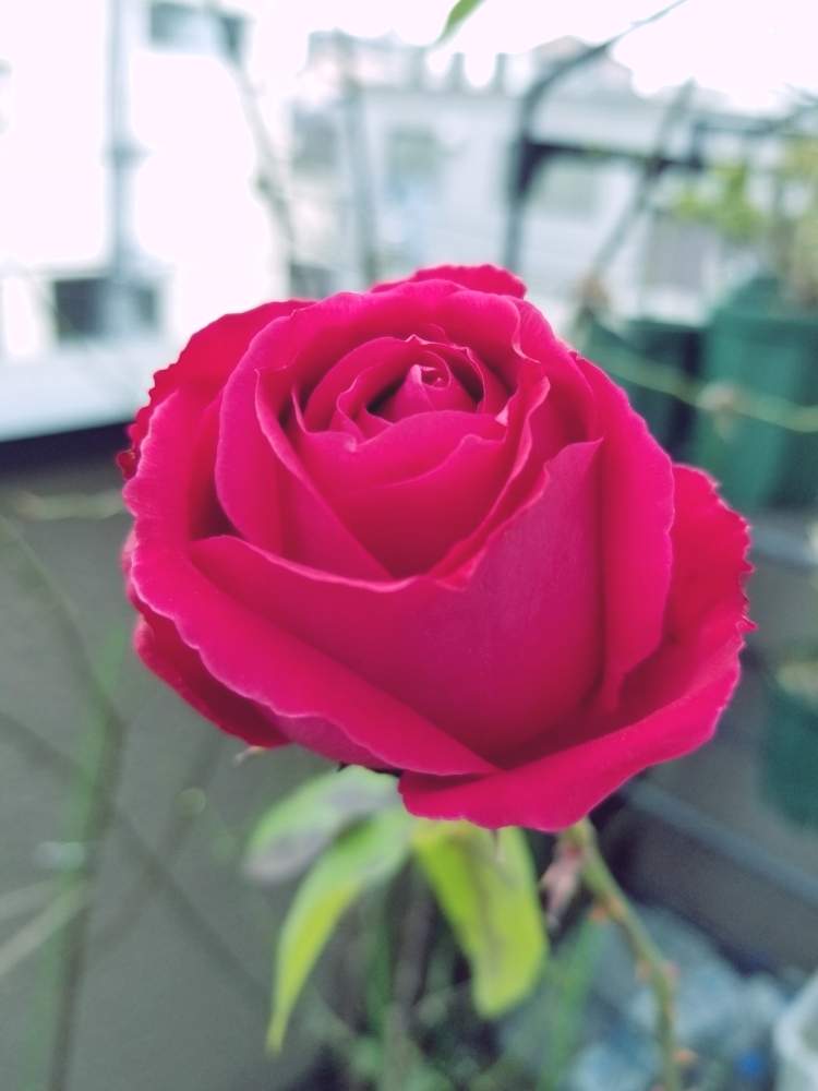 バルコニー/ベランダの画像 by ニワバラベラバラさん | バルコニー/ベランダとアレックスレッドとばら バラ 薔薇と培養土を考える倶楽部とバラ 鉢植えと花ちゃん培養土と鉢ロザリアンと赤い花と花のある暮らしと薔薇♪とばら 薔薇 バラとバラ・ミニバラと赤いバラ