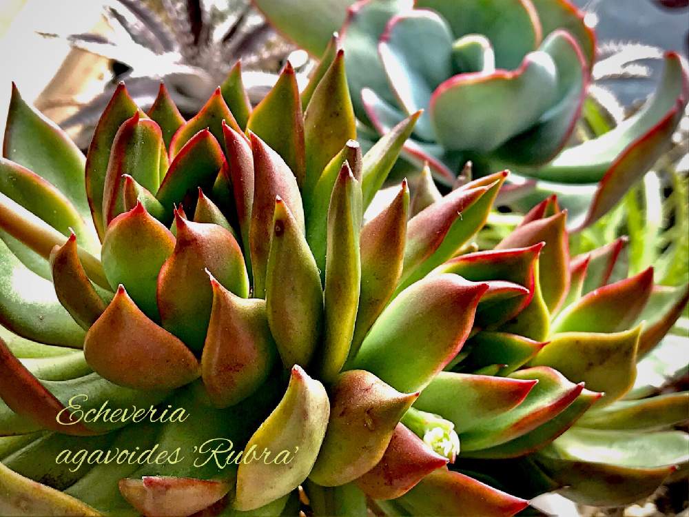 の画像 by マリさん | アガボイデス ルブラとEcheveria agavoides RubraとMM園芸部と多肉植物と自然の造形美と植中毒とエケベリア属ときれいな色