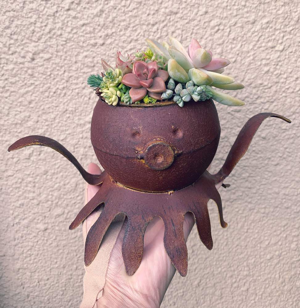 小さな庭の画像 by ヤスさん | 小さな庭と多肉植物いろいろとマイ・コレクションと収穫物とフェリーチェと小ぶりでかわいいと子株ちゃんと初売りと植中毒と多肉女子と小さな楽しみとこうなりました!と大きいと植物貧乏