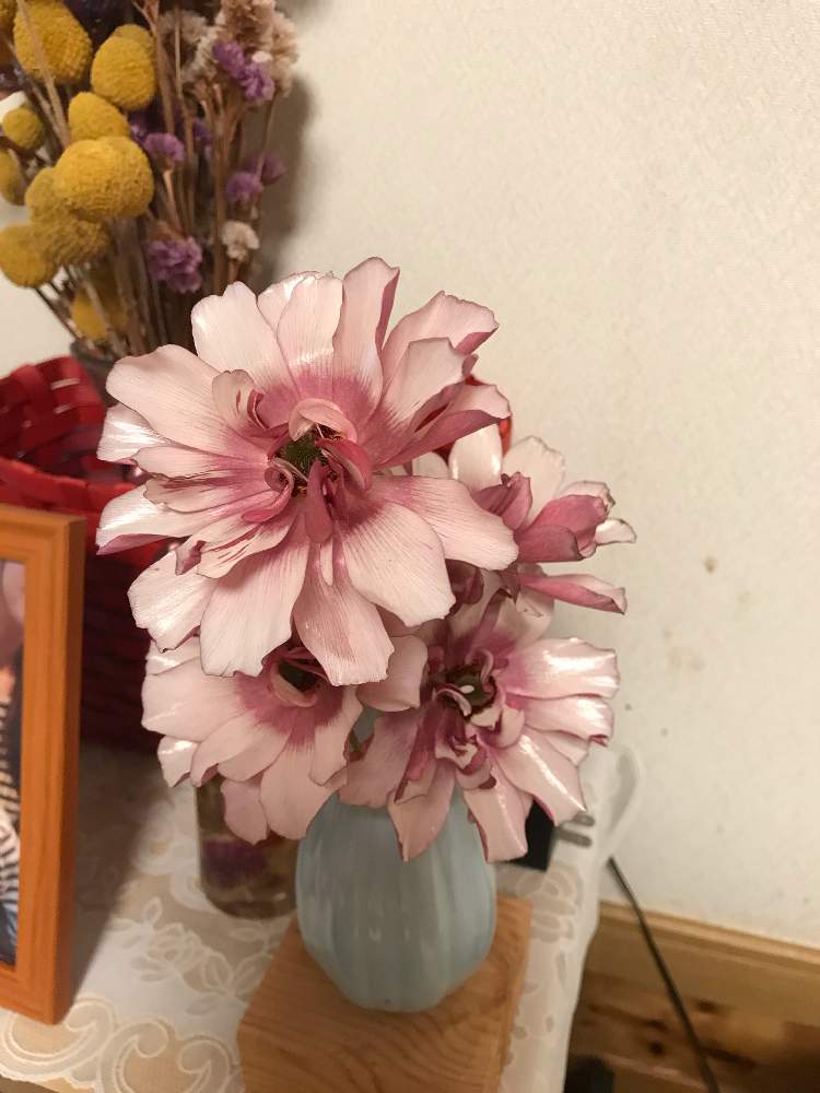 の画像 by 有明の春さん | 花のある暮らしとピンクラブとチーム福岡
