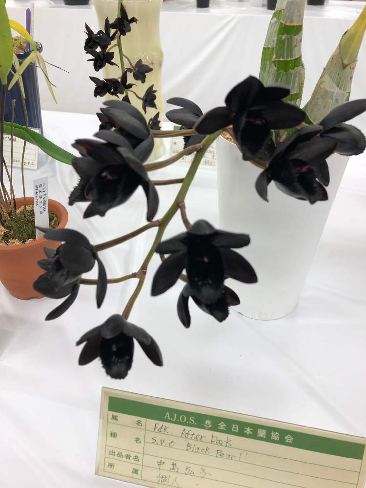 お出かけ先の画像 by レポートを書き込んでいますさん | お出かけ先とブレッドクラーケアラ・アフターダーク'エスブイオーブラックパール'と美しいと花のある暮らしと黒い花