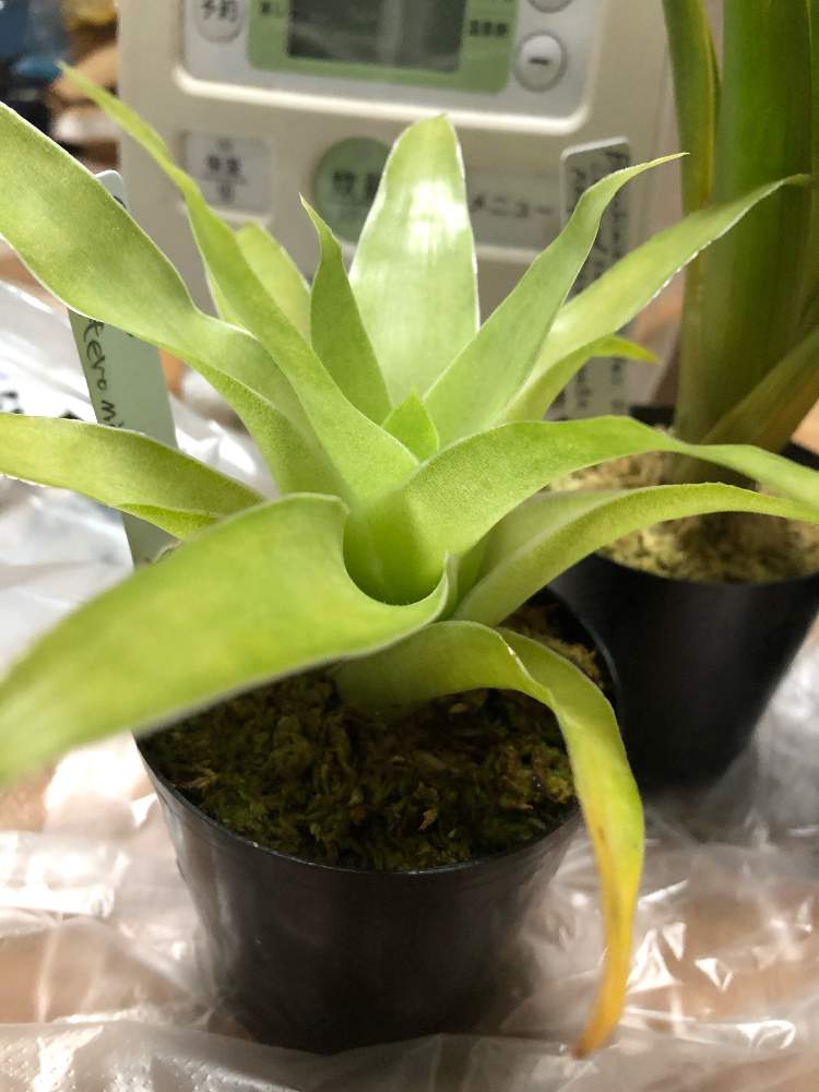 寝室の画像 by レポートを書き込んでいますさん | 寝室とカトプシス・ベルテロニアナと食虫植物とブロメリアと地味と珍奇植物とタンクブロメリア