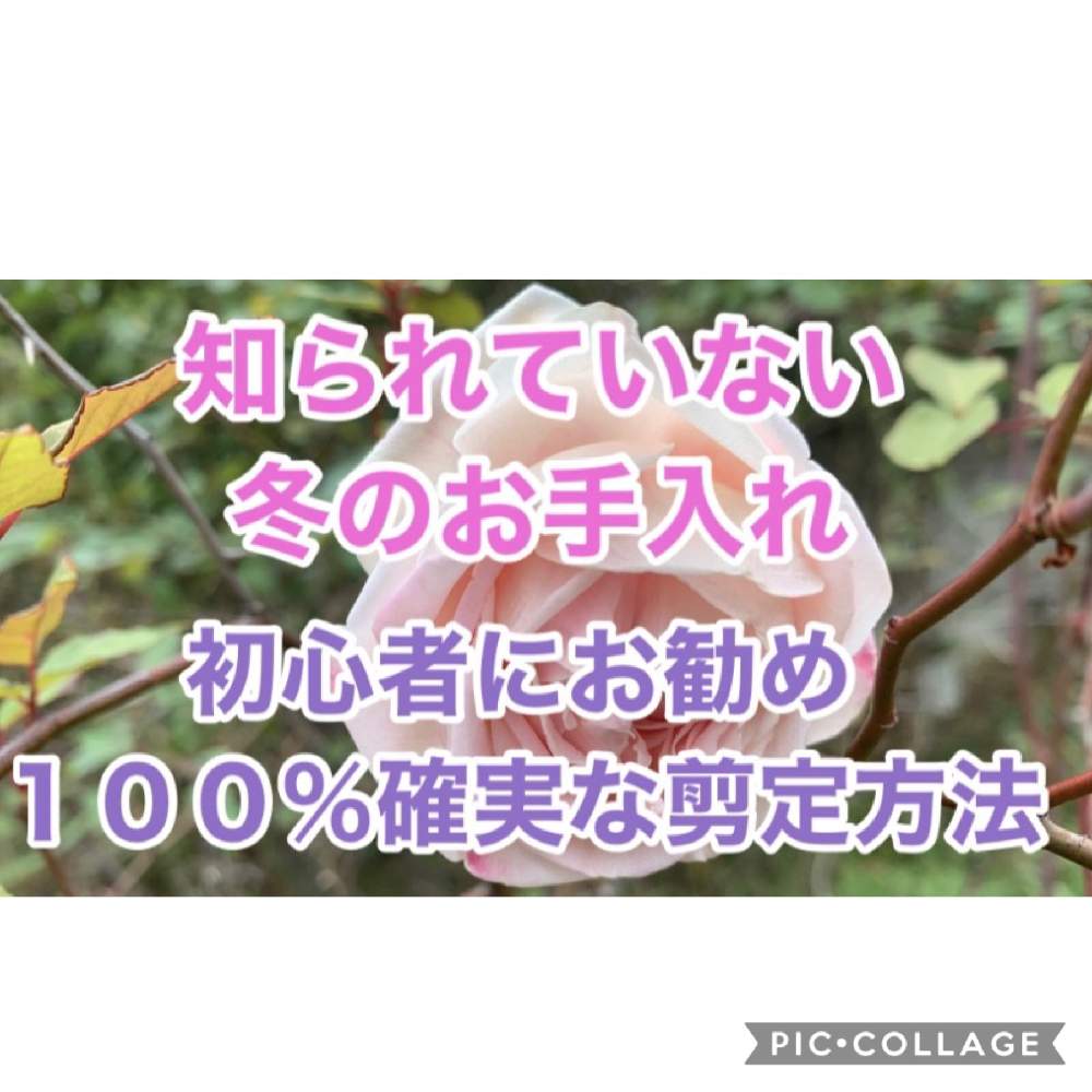 デスクの画像 by 『薔薇の初心者教室』 How to grow Organic Roseさん | デスクとYouTubeとローズショーとバラ初心者とばら バラ 薔薇と薔薇愛同盟と薔薇男子と薔薇女子と初めてのバラとバラの育て方とオーガニックとYouTuberと無農薬有機栽培とバラ・ミニバラとロザリアンとバラの冬のお手入れと初めての薔薇とバラを楽しむとバラのお手入れと有機栽培
