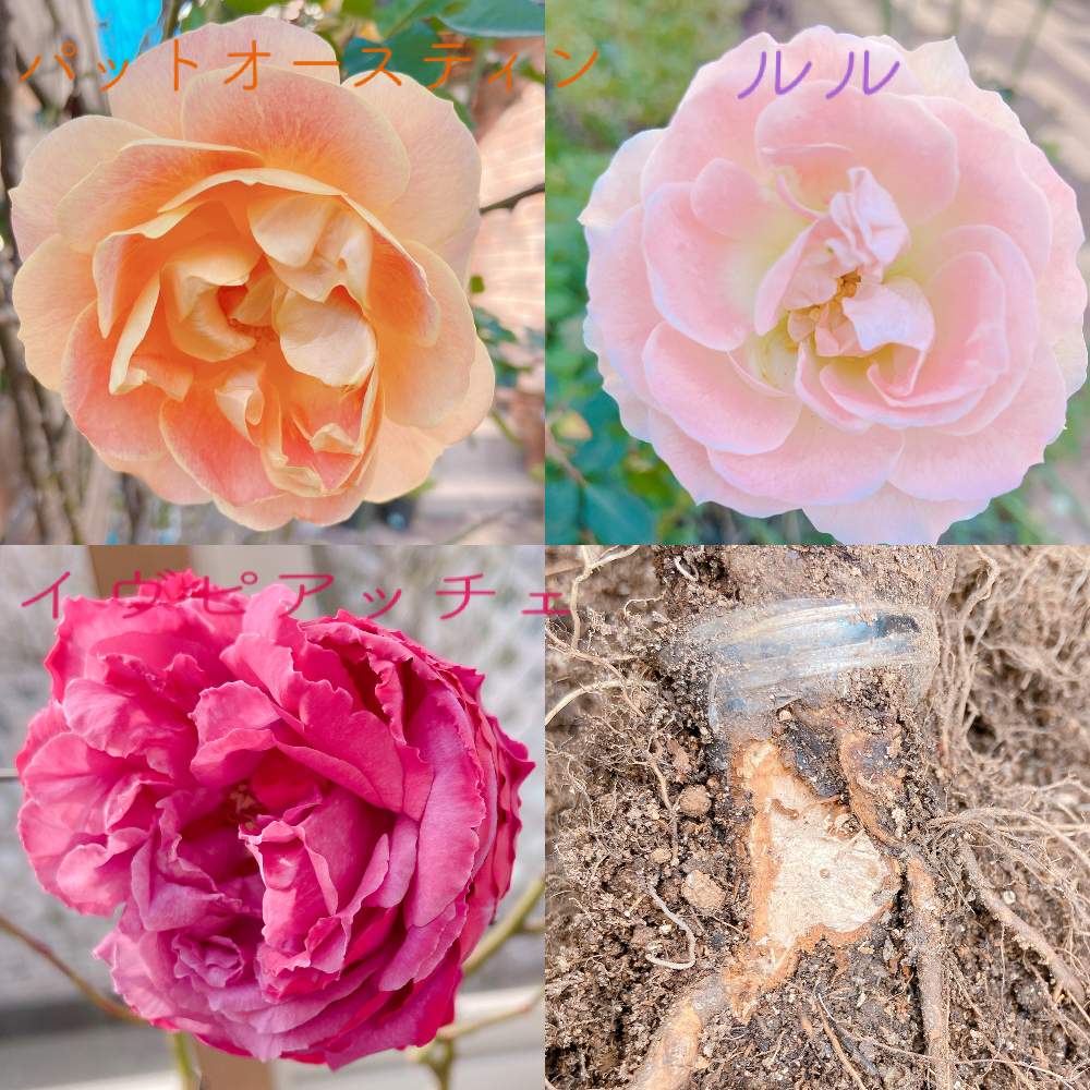 小さな庭の画像 by Mの森さん | 小さな庭とHTCと薔薇愛同盟と植中毒と根頭癌腫病と花のある暮らしとロザリアンとチーム愛知