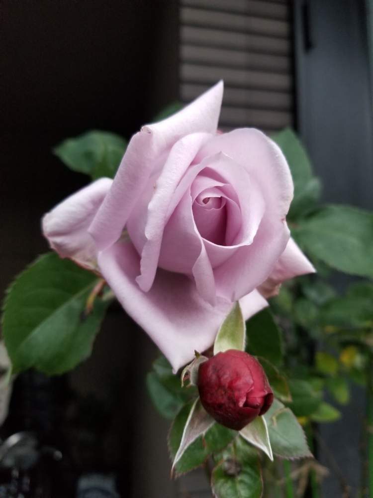 小さな庭の画像 by ニワバラベラバラさん | 小さな庭とマダムヴィオレとばら バラ 薔薇と培養土を考える倶楽部とバラの大苗と藤色の花と紫色の花と藤色と花ちゃん培養土と鉢ロザリアンと花のある暮らしと薔薇♪とばら 薔薇 バラとバラ・ミニバラ