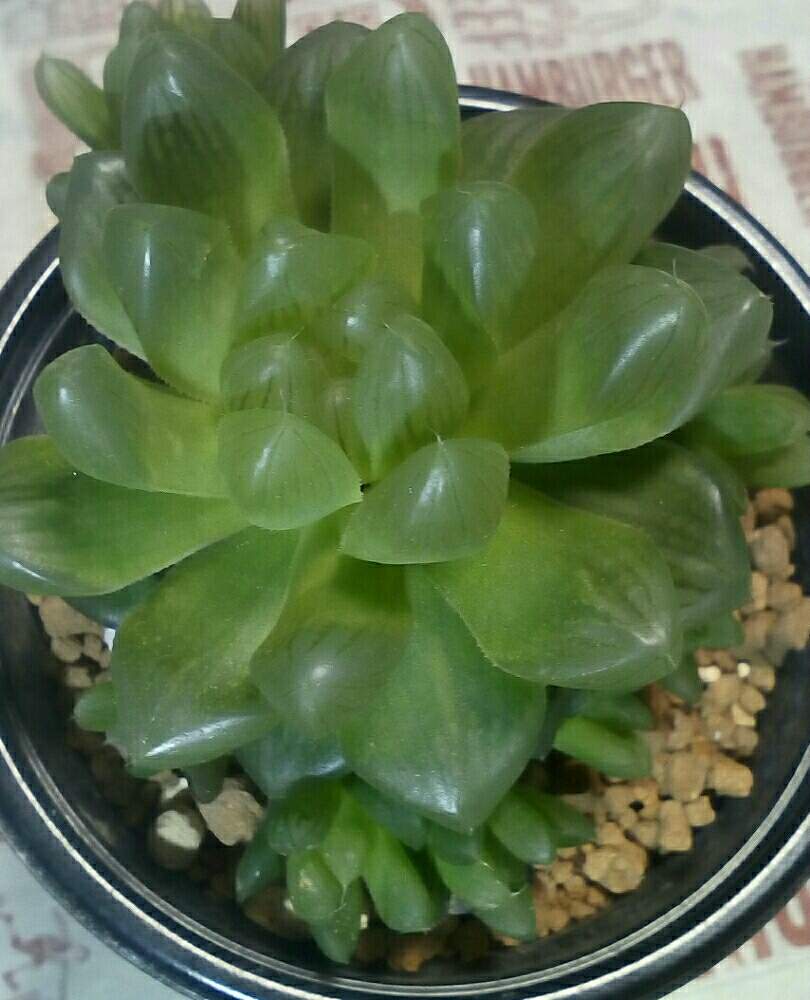 テラスの画像 by かえさん | テラスと多肉植物とHTCと多肉 初心者とサンルームᏦとハオルチアオブツーサさんとハオルチア✧とハオルチア11/16