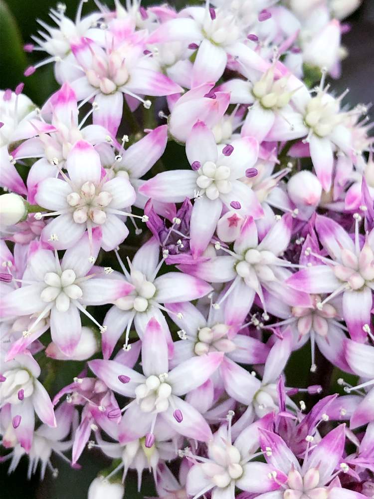 の画像 by ぽ〜め〜ままさん | 金のなる木の花と皆様にありがとう♡と♡優しさに感謝♡と☆おやすみ☆と(ㅅ˘˘)♡*.+゜感謝♡とダイスキ♡( 〃 ❛ᴗ❛ 〃 )♡と♡ 綺麗 ♡と✧︎iPhone8撮影✧︎とだ〜い好き⁂と諒音!頑張って!!と✩*.゚新入りさん✩.*˚と♡私の癒しと花のある暮らしと✩.*˚願い☆。.:*・゜と❤️ 感謝 ❤️とお願いします(>人<;)と:;((•﹏•๑)));:☃❄冬と♡美しい♡と冬に咲く花フォトコン