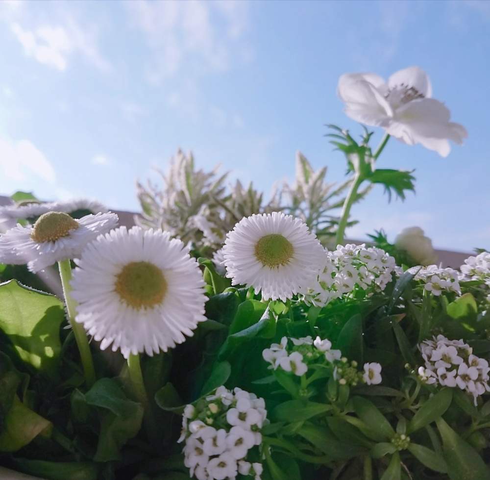 バルコニー/ベランダの画像 by そらさん | バルコニー/ベランダと元気いっぱいと寄せ植えと美白♡と青い空と斑入り。と自己大満足♡とバルコニストと冬に咲く花フォトコンとシンプルと花のある暮らしとありがとう♡