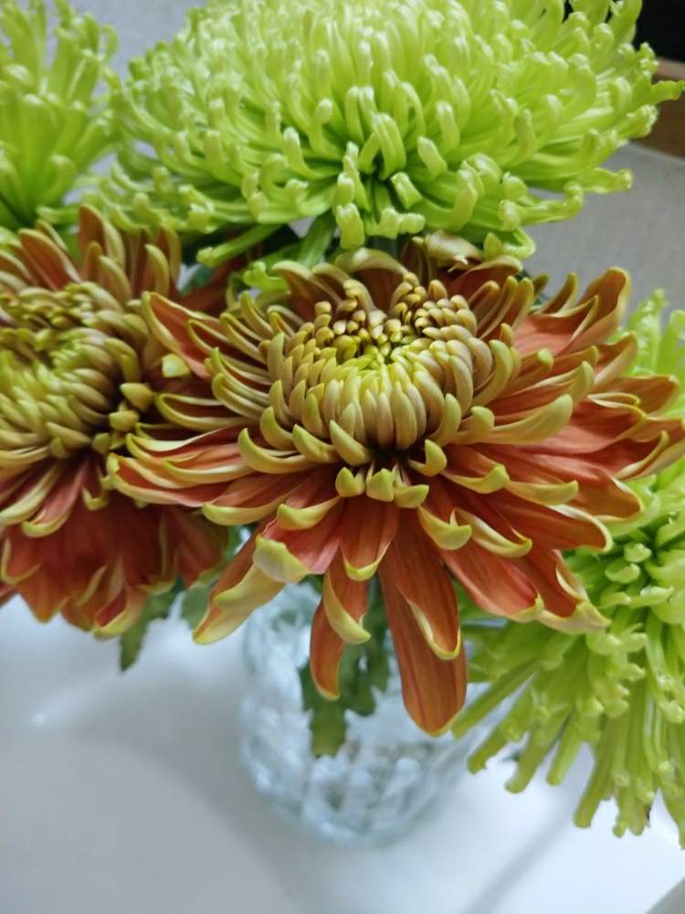 インテリアの画像 by うさぎさん | インテリアと癒し系と寒い〜とお気に入りのお花屋さんと花のある暮らしとオレンジとグリーンのお菊さん♪